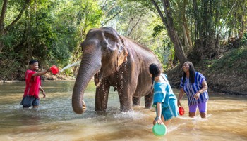 Erre az egy dologra nagyon figyelj oda, ha elefántot szeretnél simogatni Thaiföldön