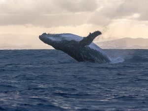 Sürgősen meg kell állítanunk az óceánok szennyezését és felmelegedését - A híres oceonográfus, Jacques Cousteau fia óvva int