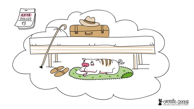 Megfiatalodnak az idős kutyák az ,,Érzékenyítő-gépben"