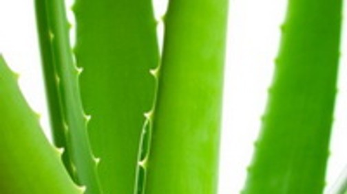 ALOE VERA - Tényleg csodanövény?