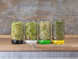 A csíráknál is egészségesebbek, szebbek, finomabbak és színesebbek, na mik azok?