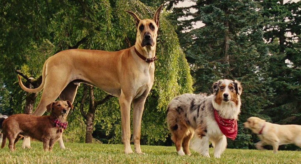 Marmaduke - A kutyakomédia 