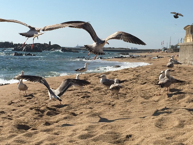 5 érv, hogy elhidd, neked is látnod kell Portugáliát és Portót