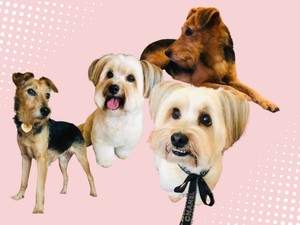 A kutyád jókedvét alapjaiban határozza meg, mit eszik