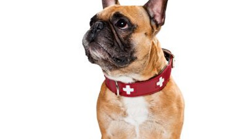 Cuki ajándékötletek négylábú kiskedvenceknek