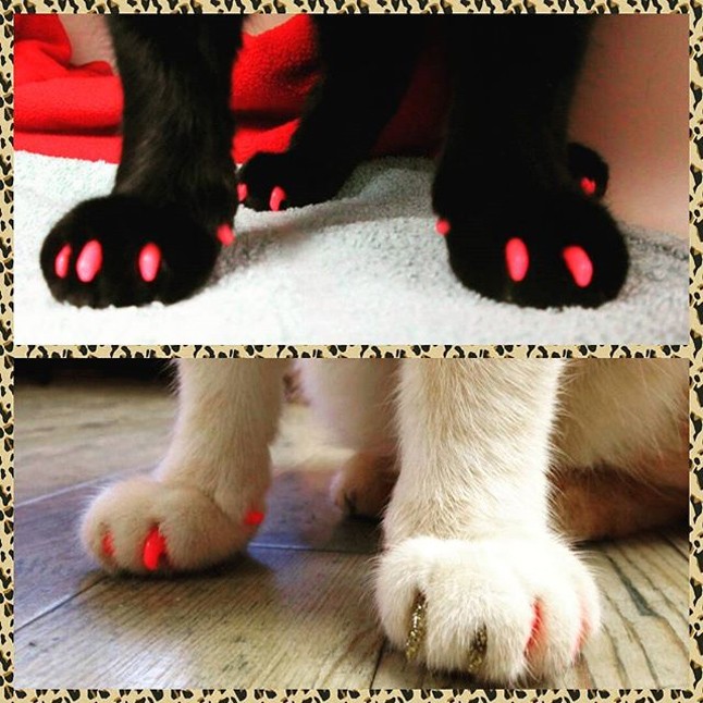 állatmanikűr, állati manikűr, kilakkozott macskák, kilakozott kutya, soft paws, házi kedvenc, kutya, macska, manikűr, lakk