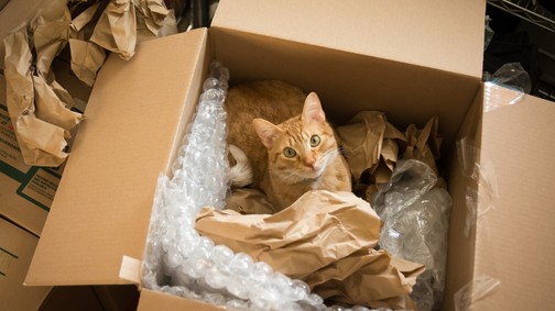 Új otthon, régi gyökerek; hogyan élnek a külföldön letelepedett magyarok? - Élettapasztalatok a külföldi élet kihívásairól és szépségeiről