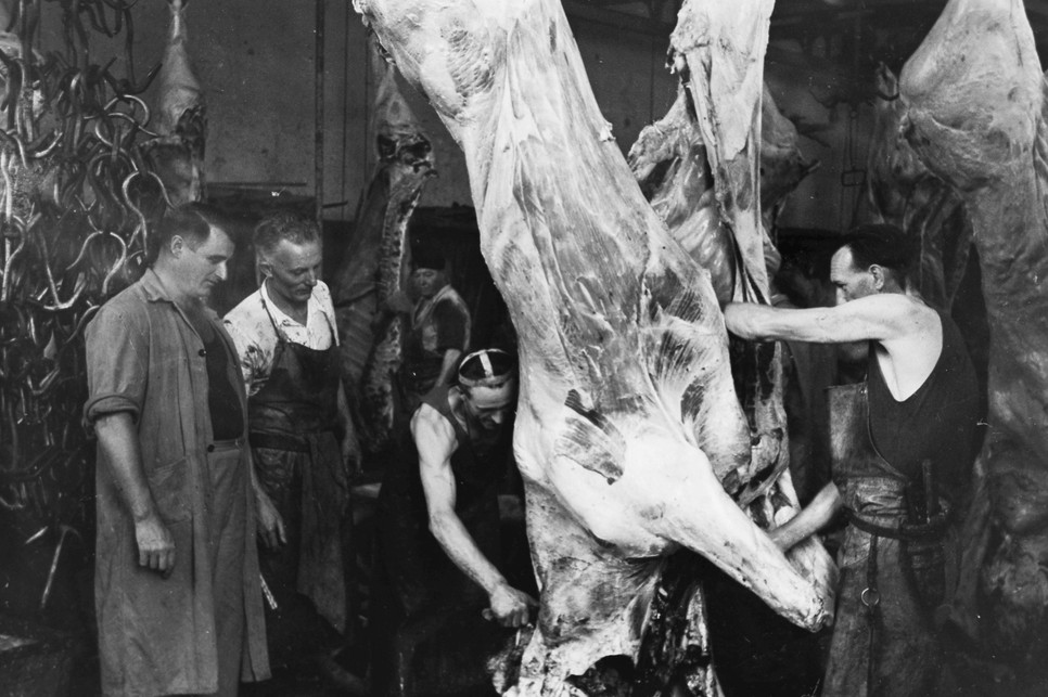 Szarvasmarha feldolgozása 1949-ben