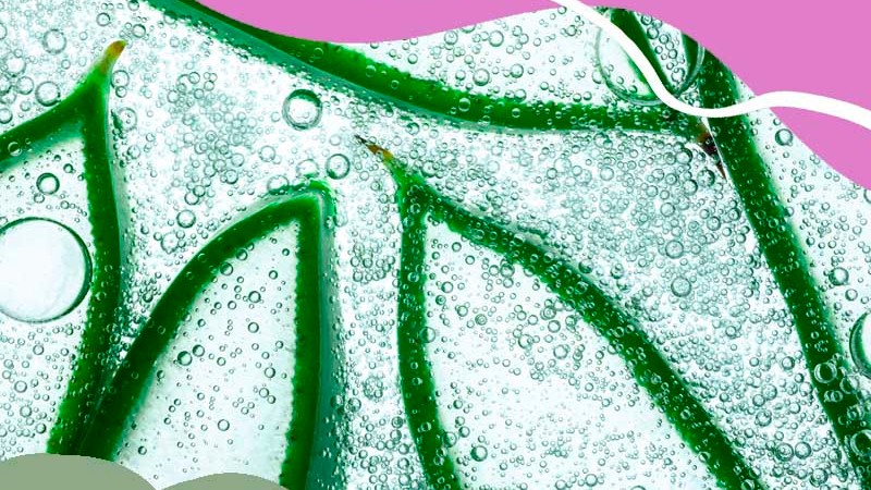 Az aloe vera 8 előnye, amiért érdemes a szépségápolási rutinodba beillesztened