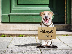 Idén karácsonykor se felejtkezzünk meg a kiszolgáltatott helyzetben lévő négylábú barátainkról