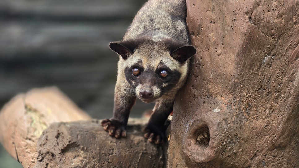 Az ázsiai cibet, vagy ahogyan a helyiek hívják, Musang Pandan, a híres luwak kávé "előállítója"