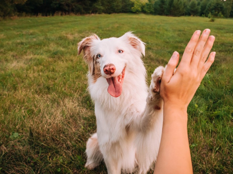Kvíz: 10 nem mindennapi kutyafajta, amit csak az igazi profik ismernek fel