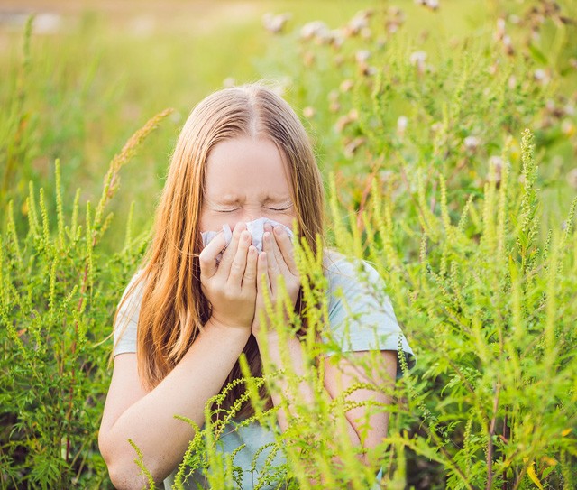 5+1 dolog, amit nem tudtál a parlagfűről, pedig igenis kellene