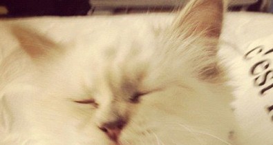 A sztármacska újabb kollekciója imdánivaló