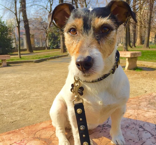 Íme Audrey Versace, az év legdivatosabb kutyusa!