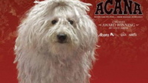 Ünnepeljenek kedvenceid is!