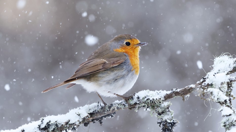 Az énekesmadarak etetése tudatosságot és odafigyelést igényel