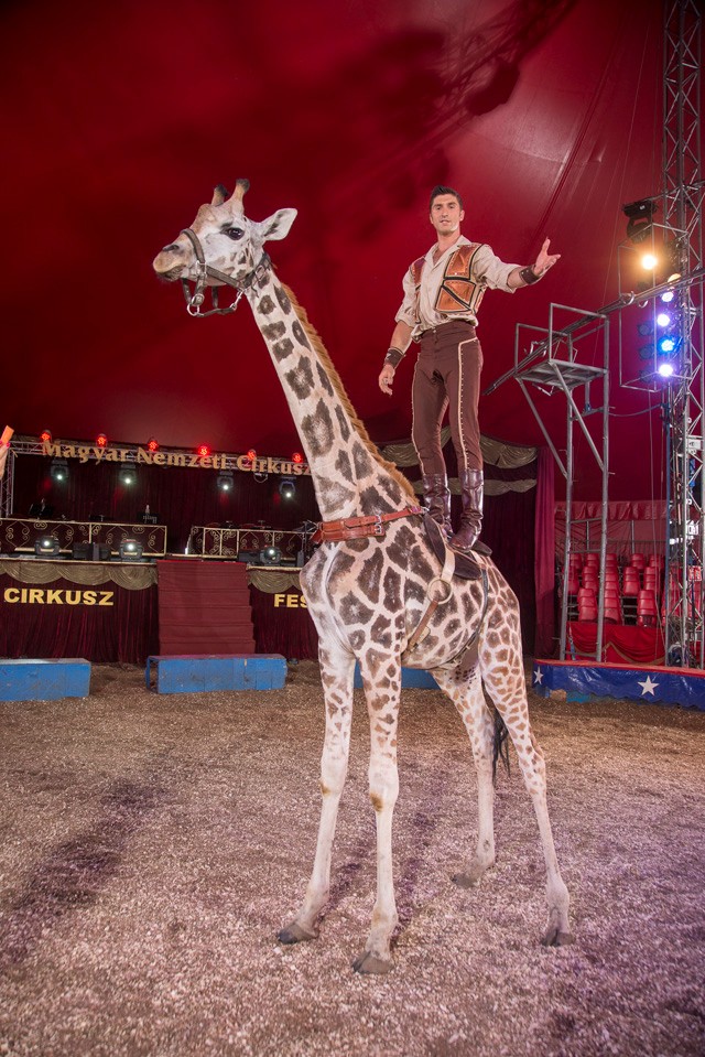 Élete a cirkusz! Interjú Ijfabb Richter Józseffel!