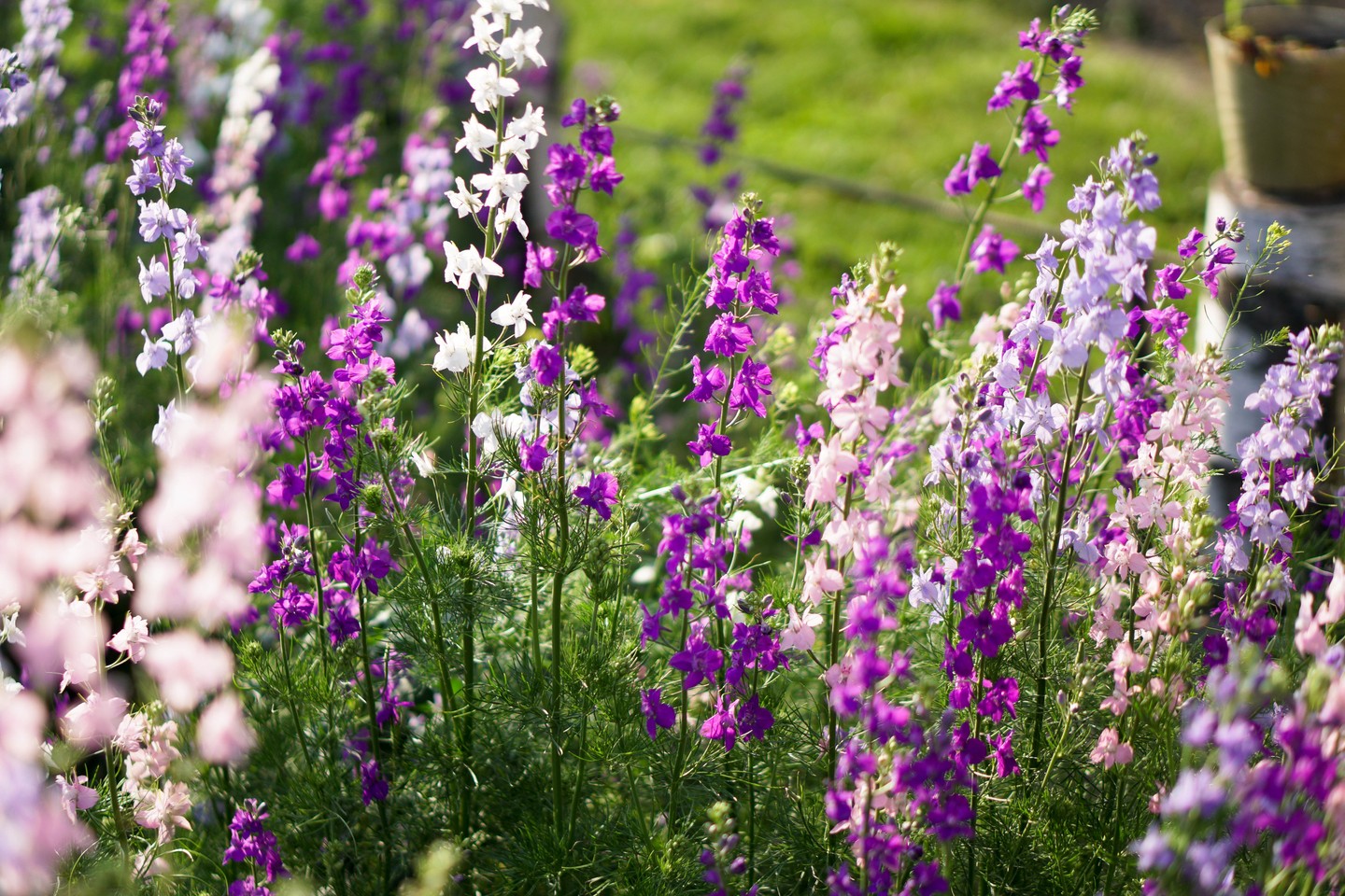 Július: vízililiom és sarkantyúfű - A vízililiomok és a sarkantyúfű a méltóságot és a pozitív hozzáállást szimbolizálják. Minden virágkötő álma: varázslatos hangulatot kölcsönöznek minden kompozíciónak. Virágaik kiemelkednek, ezért leginkább minimalista kompozíciókban érvényesülnek.