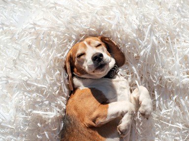 Ezt jelenti, ha ebben a pózban alszik a kutyád