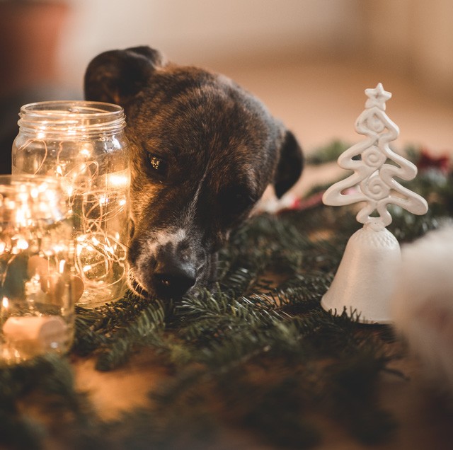 Az állatvállalás egy életre szól, nem csak karácsonyra
