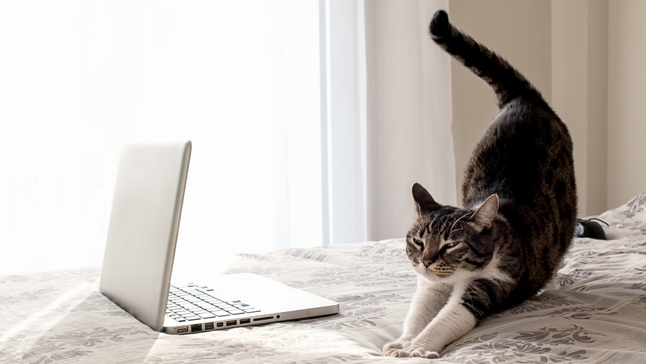 Sok előnye van az otthoni munkának, de azért már megmutatkoznak a hátrányai is: izoláció, magány, a munka és magánélet elválasztásának a nehézsége, magasabb rezsi, kevesebb innováció