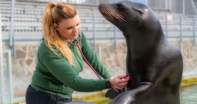 A magyar állatorvos története, aki az afrikai szavannán is életet ment