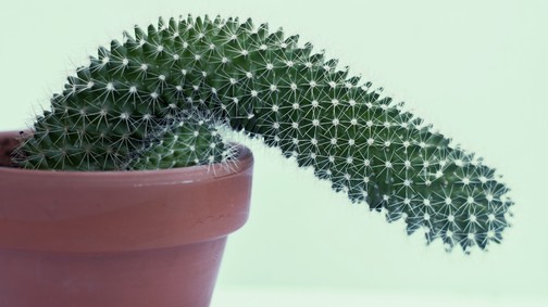 Egy ideális világban nem férfiatlan, ha egy férfi nemet mond a szexre