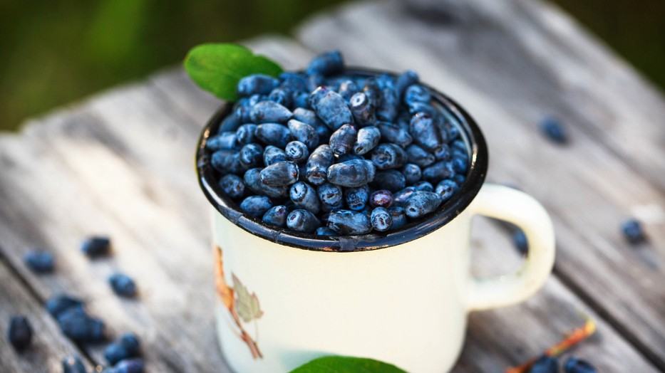 A kamcsatkai mézbogyót érdemes közelebbről is megismerni