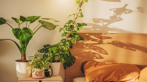 5 növény, amitől úgy alszol, mint a bunda - ezeket a virágokat tartsd a hálószobádban