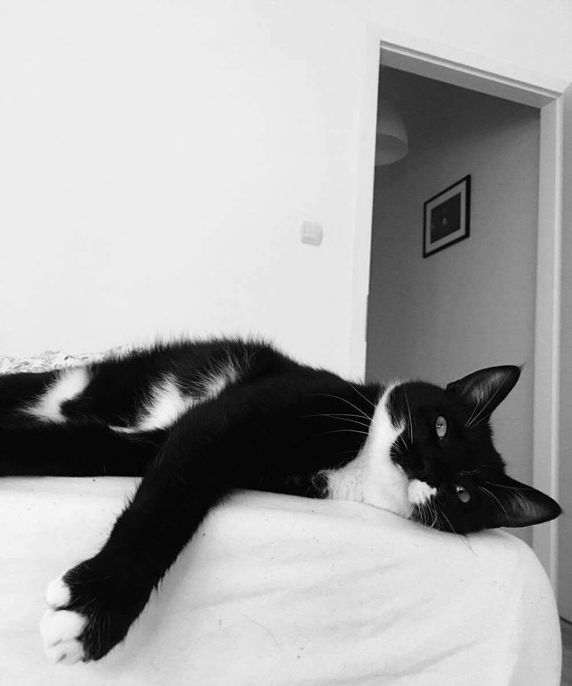 A GLAMOUR-napokat a cicád is imádja!