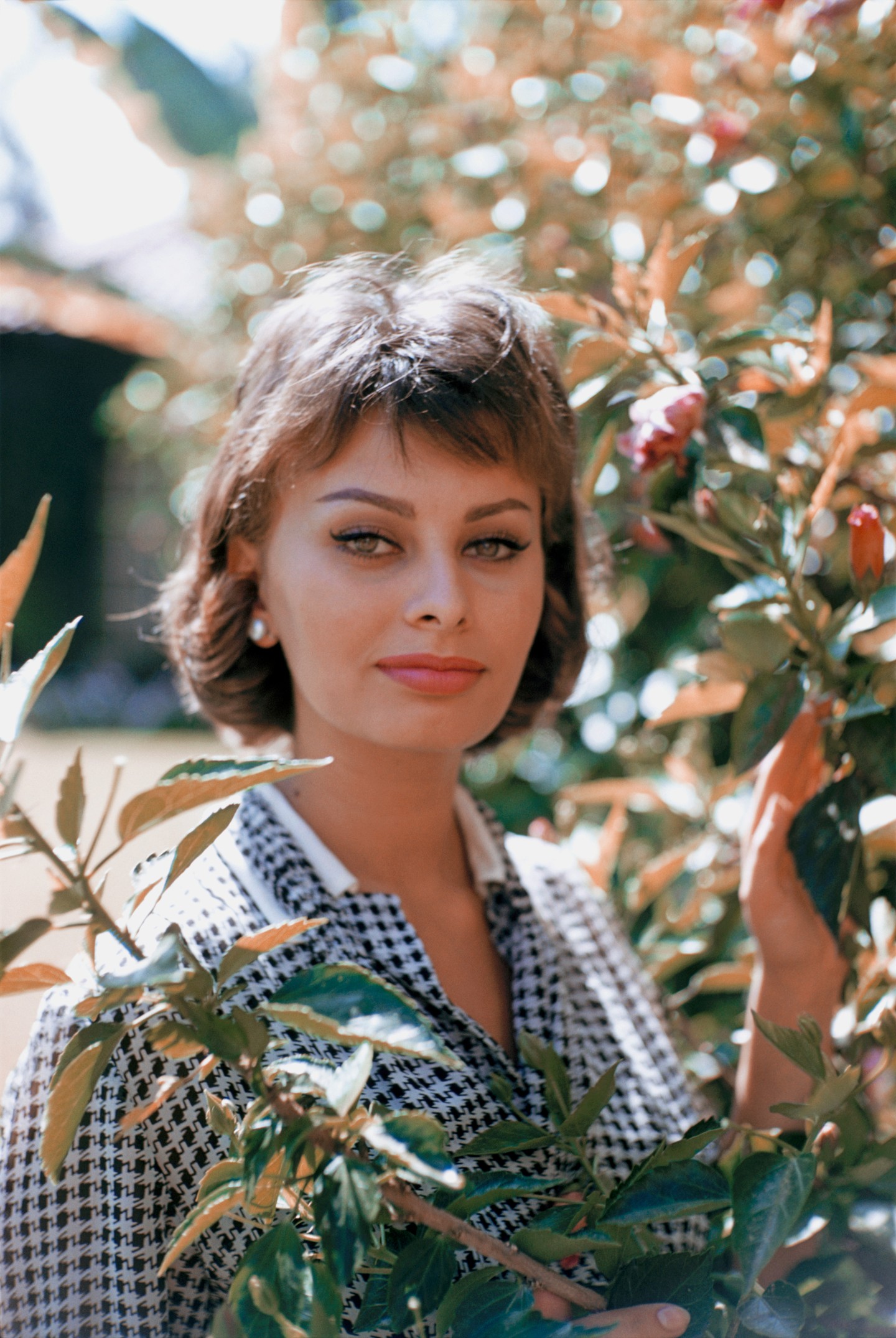 Sophia Loren 