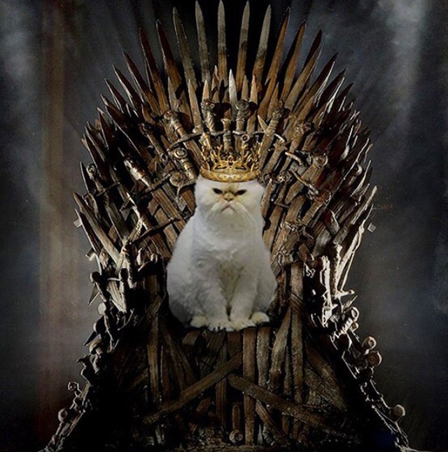 A gazdi vicces kedvében van: Egy igazi Trónok harca rajongónak a macskája is rajongó