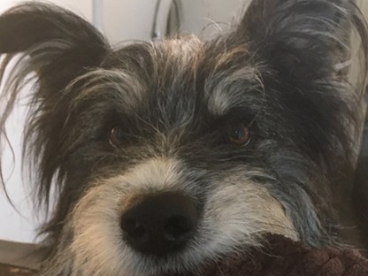 Panorámafotót akart csinálni kutyusáról, a végeredmény most a legjobb dolog az interneten