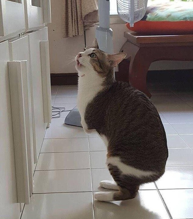 Able, a "kenguru" cica elvesztette a mellső lábait és a farkát, de teljes értékű életet él