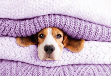 Gondoskodj kedvencedről! Mi ebben is segítünk.