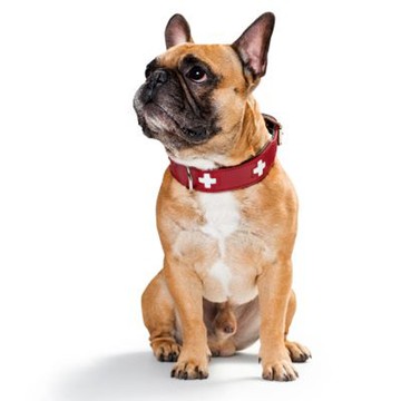 Bőr nyakörv 7290 Ft zooplus.hu