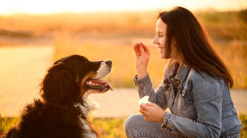 Csak egy igazán boldog kutyán látod ezeket a jeleket!