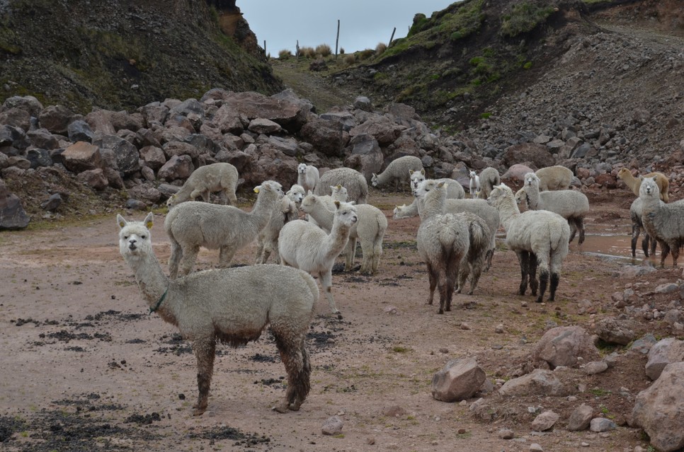 Az Andokban a lámák látványa mindennapos
