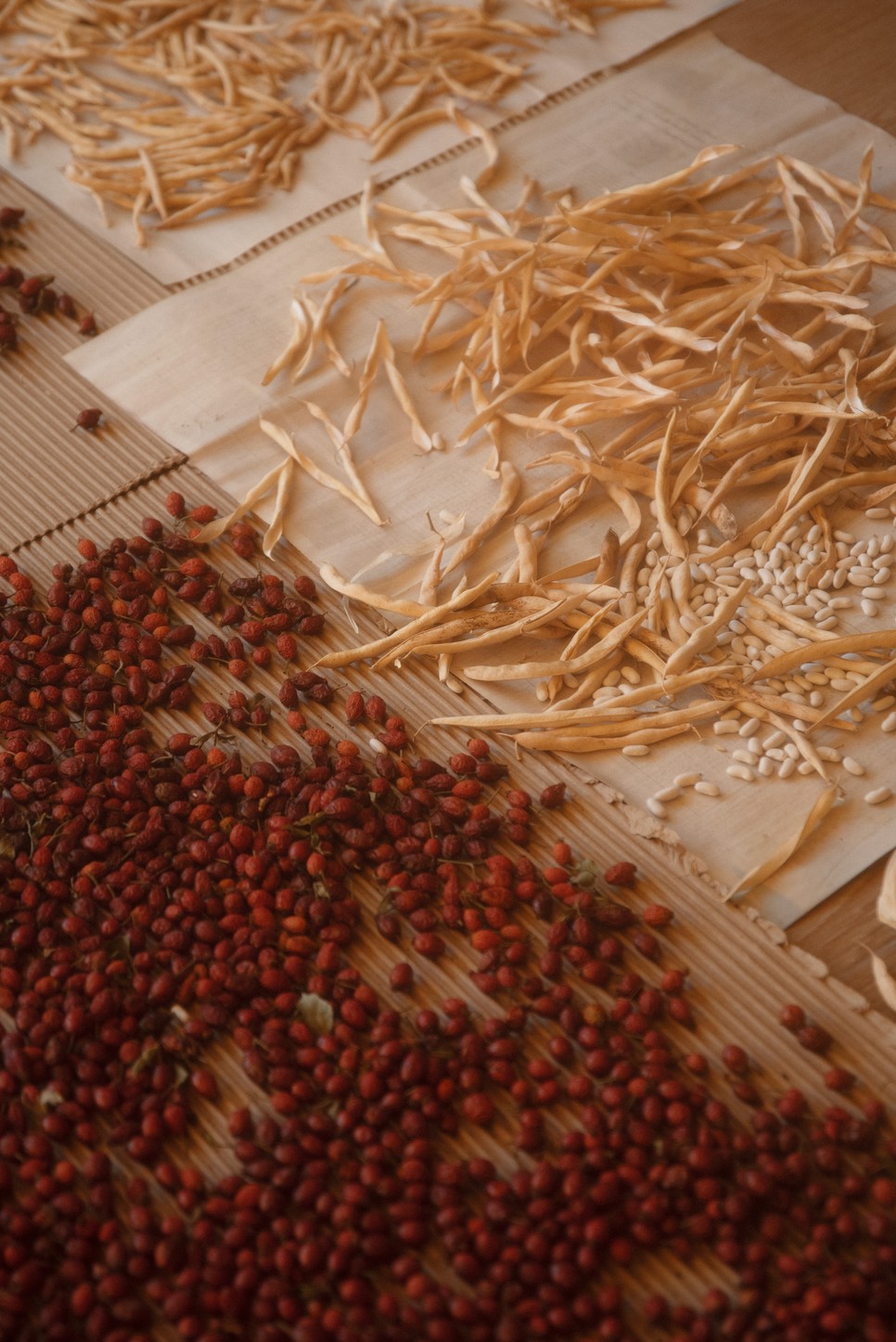 A magbankba begyűjtik az őshonos növények magjait, majd elraktározzák őket. Így akkor is lesz miből újrakezdeni, amikor a föld termékenységéhez a feltételek már nem adottak.