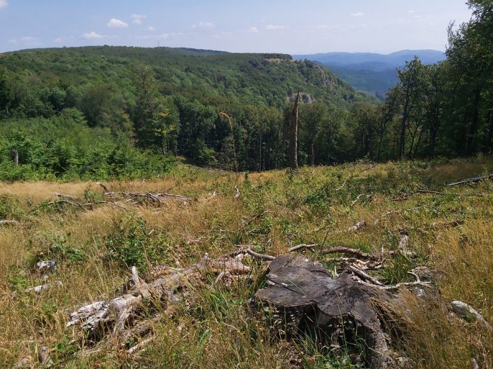 A Tar-kő mellett 2018-ban kivágott védett, 180 éves erdő helye 2022 augusztusában (Fotó: Gálhidy László, WWF)