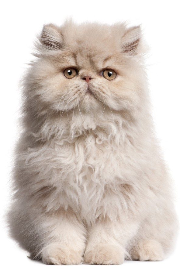 Dizájnos és környezetbarát ajándék a cicádnak