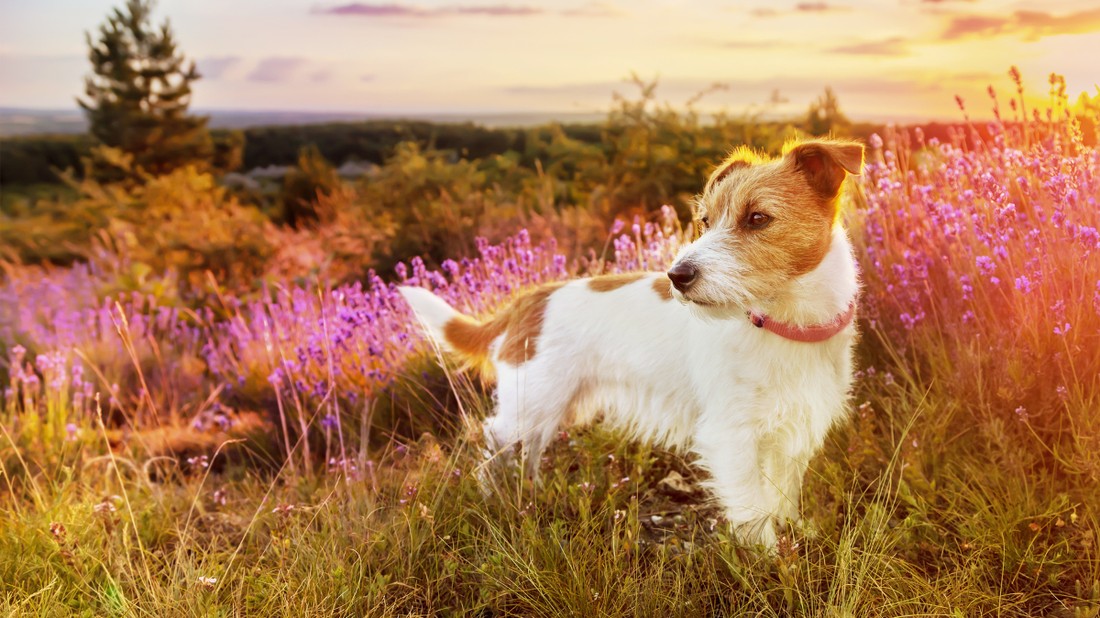 Egy kutyát nagyon könnyen boldoggá lehet tenni elég, ha pár órát a természetben tölthet