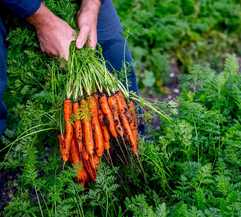 Egyél több növényi eredetű ételt