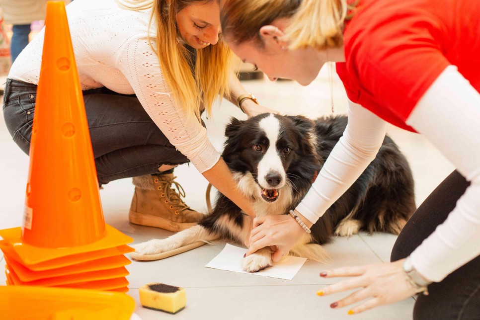 Edukációs sarokkal és mini kutyaiskolával is találkozhatsz a GLAMOUR - We love Dogz Mancspartyn!