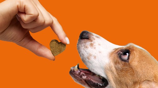 A tudatos kutyatartás új korszaka – bemutatkozik a Dr. Dog vitamin