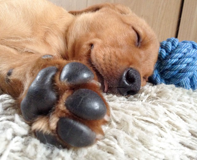 alvás, alvási zavar, alvászavar, pihentető alvás, nyugodt alvás, mobil, telefon, stressz