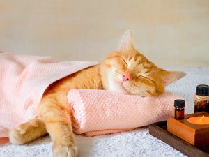 Biohacking az illatok erejével - ez az aromaterápia