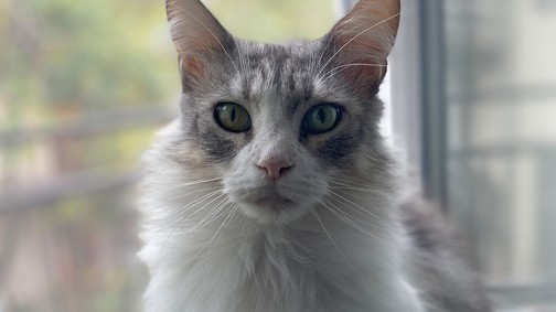 Hosszú és boldog élet a cicádnak? Megtaláltuk a tökéletes macskaeledelt!