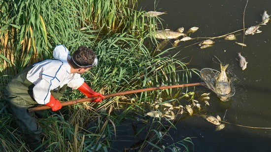 WWF-jelentés: A vadvilág populációi már 69%-kal zsugorodtak